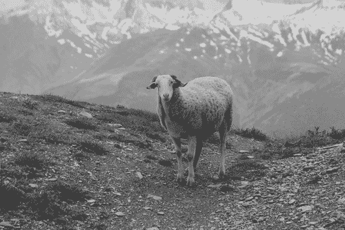 Mouton en montagne